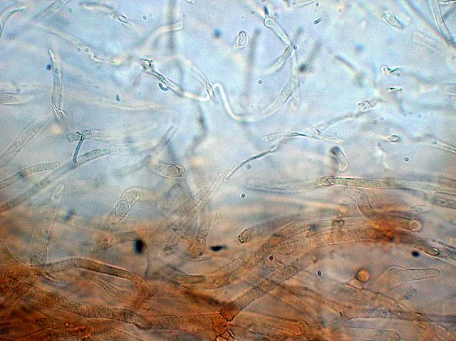 Galerina spec. Cod.: 0947-07